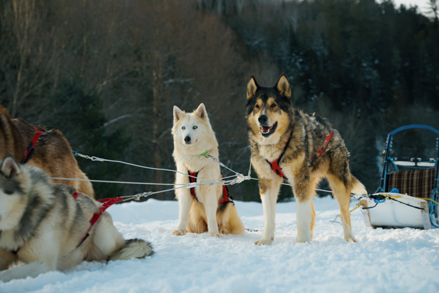 Visiter le paradis des chiens chez Galeox Univers